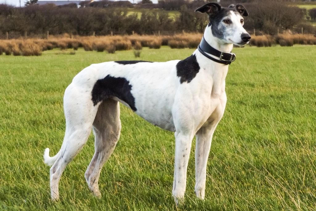 Swift & Gypsy Lurchers & Running Dogs The Hunting Life